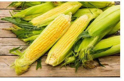 Organic Yellow Corn