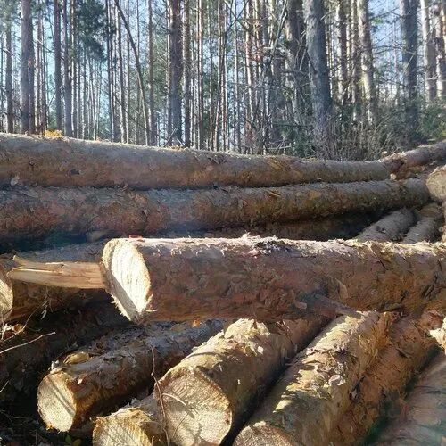 Pine wood logs, Length : 8' inch