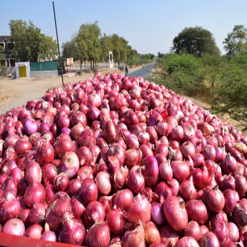 Round Natural onion, for Human Consumption, Cooking, Home, Hotels, Onion Size Available : Medium