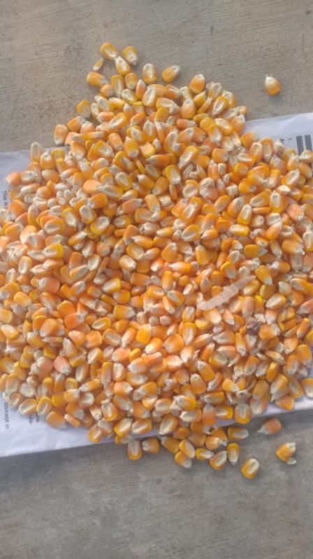 Natural yellow corn maize