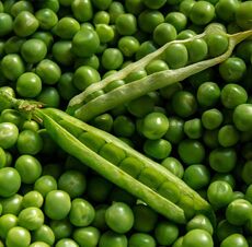 Organic Fresh Green Peas, for Human Consumption, Certification : FSSAI Certified