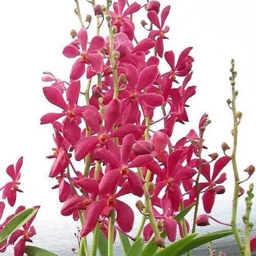 Mokara Orchids, Color : Red