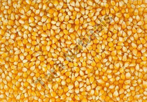 yellow maize seeds