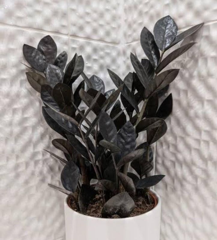 Black ZZ Raven Plant