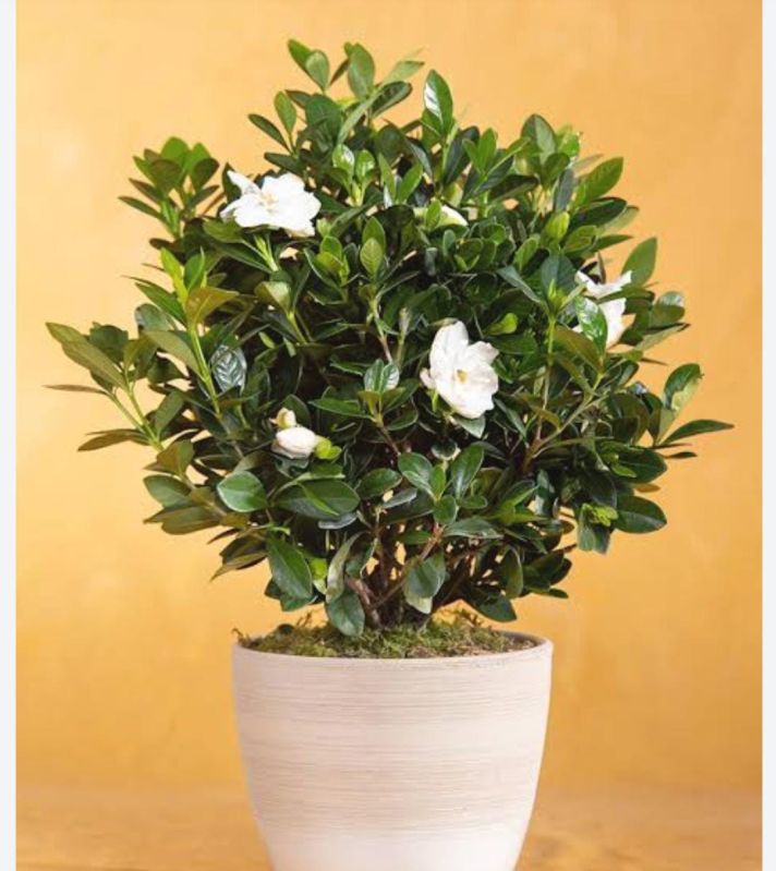 Green Cape Jasmine Plant