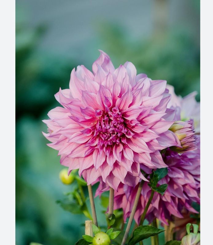 Natural Dahlia Plant, Packaging Type : Plastic Bag