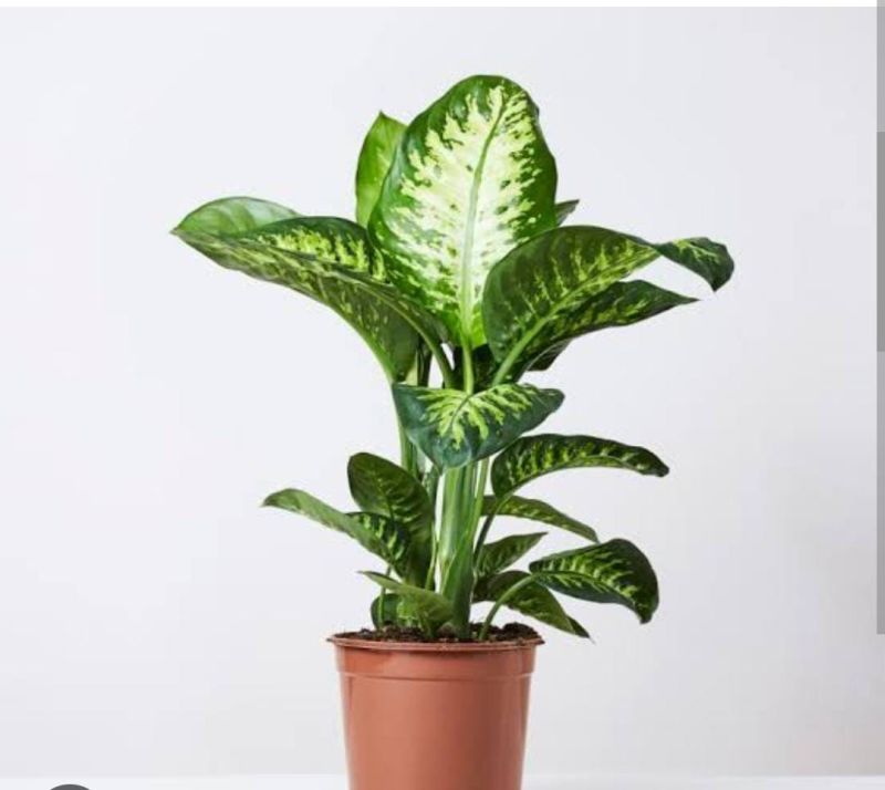 Dieffenbachia Amoena Plant, Feature : Full Sun Exposure, Well Watered