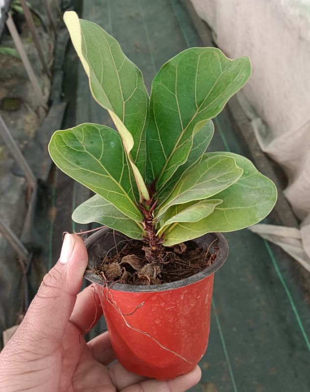 Fiddle Leaf Fig Plant, for Outdoor, Color : Green