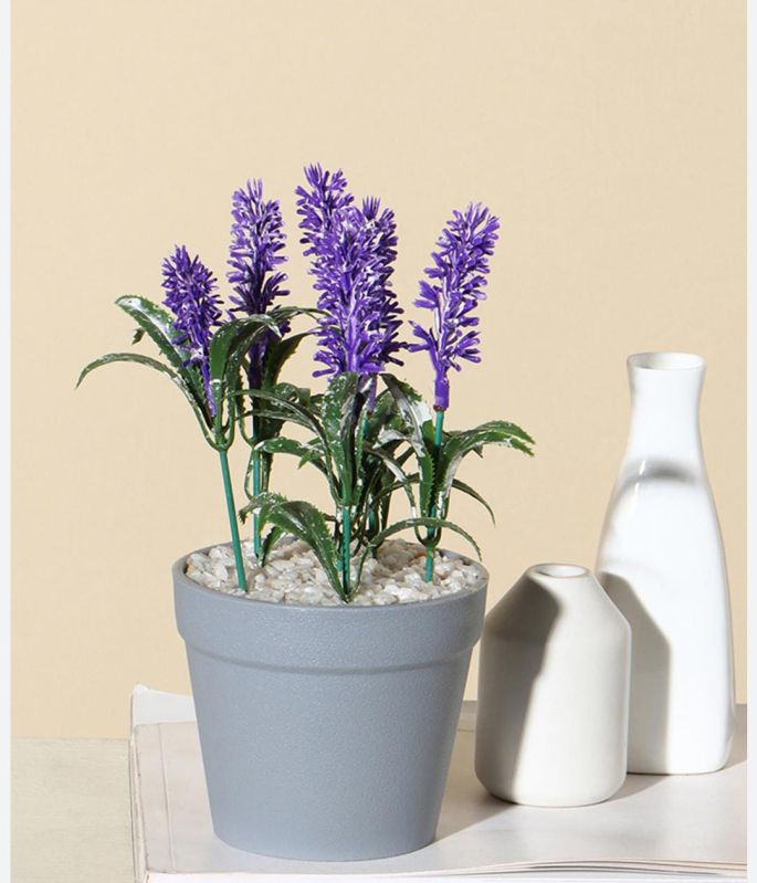 Lavender Plant, Grade : Medicine Grade