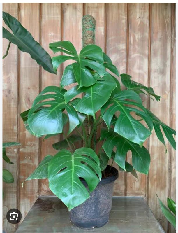 Monstera Plant