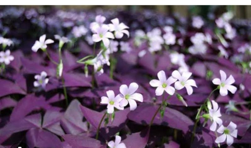 Oxalis Triagularis Plant, Feature : Dust Resistance, Easy Washable