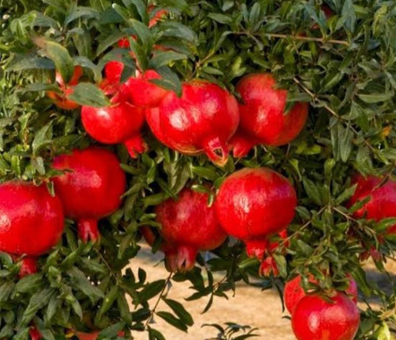 Natural Pomegranate Plant, Style : Fresh