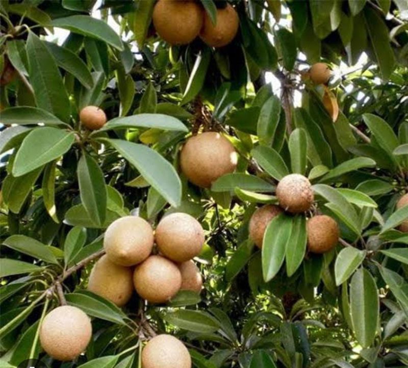 Green Fresh Sapodilla Plant, for Gardening, Feature : Fast Growth