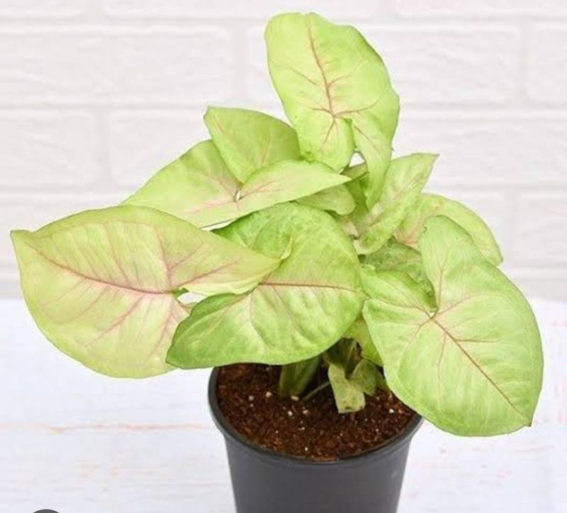 Green Syngonium Creme Allusion Plant, Packaging Type : Plastic Bag