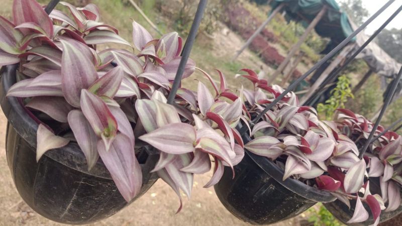 Wandering Jew Plant, for Garden, Feature : Dust Resistance, Easy Washable, Shiny