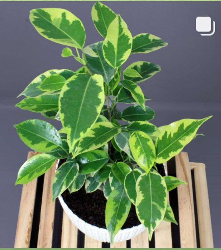 Green Weeping Fig Plant, for Garden