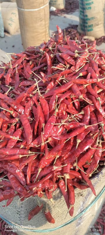 Raw Natural S10 Dry Red Chilli, for Food Medicine, Spices, Cooking