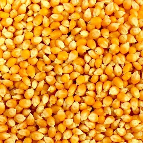 yellow maize