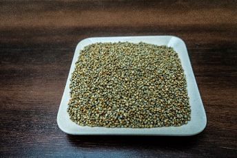 Bajra Seeds