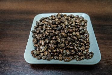 Castor Seeds