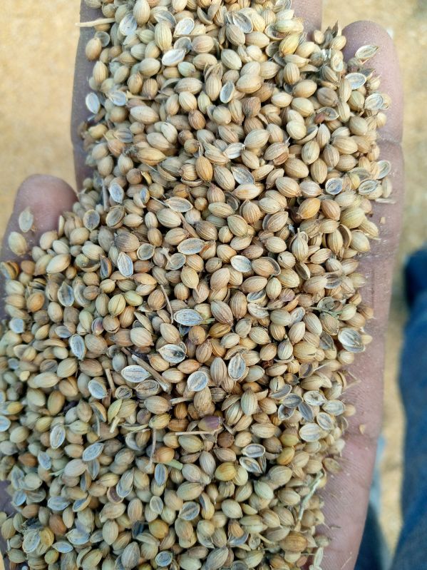 Raw Organic coriander seeds, Shelf Life : 9 Month