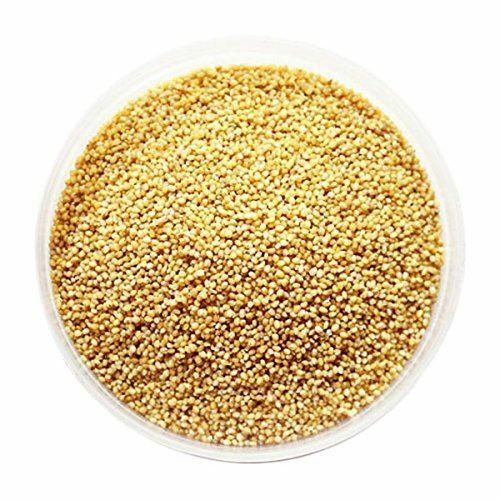 foxtail millet