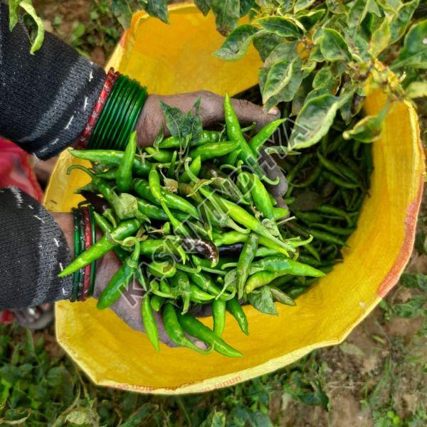 Fresh Natural Green Chilli