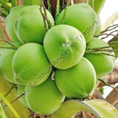 Green Hard Organic Tender Coconut