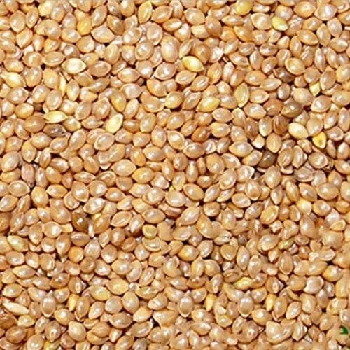 Natural Barnyard Millet Seeds