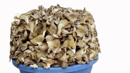 Dried Oyster Mushroom, Shelf Life : 6 Months