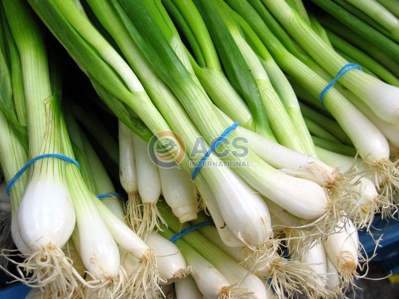 White Fresh Natural Spring Onion, for Fast Food, Cooking, Packaging Type : Gunny Bags