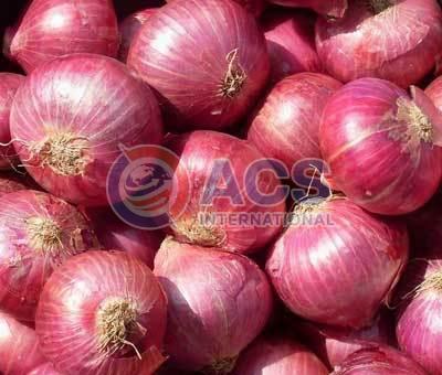 Fresh Red Big Onion, for Human Consumption, Packaging Size : 20kg