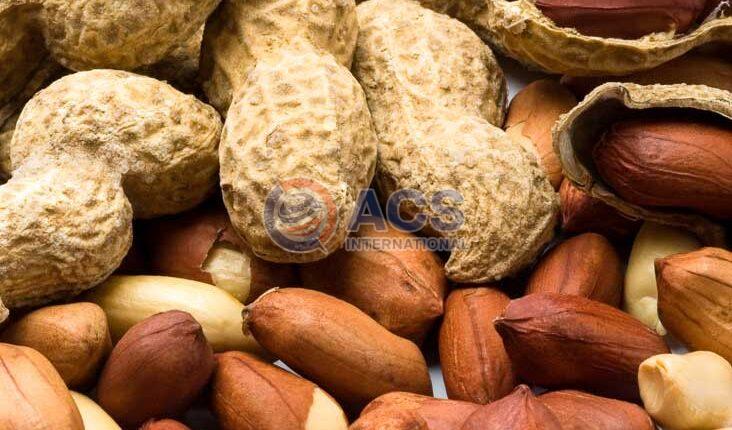ground nut