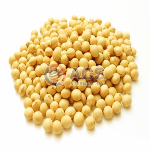 Pure Soybean Seeds