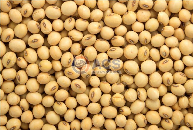 Natural Raw Soybean Seeds, for Cooking, Human Consumption, Certification : FSSAI Certified