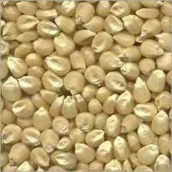 Fresh White Corn Seeds