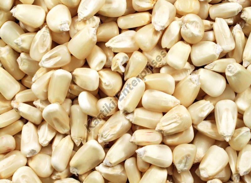 Dried White Corn Seeds, for Cooking, Animal Feed, Packaging Type : Bag