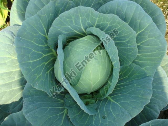 Green Fresh Hybrid Cabbage, for Cooking, Packaging Size : 20 Kg