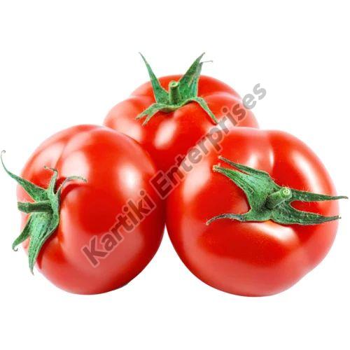 Red Fresh Natural Tomato, for Cooking, Shelf Life : 10-15 Days