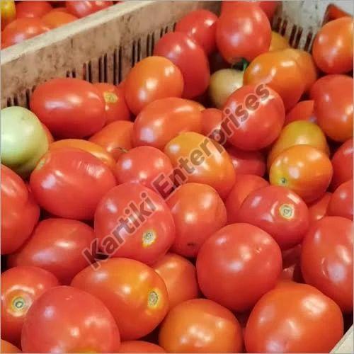 Red Hybrid Fresh Tomato, for Cooking, Shelf Life : 10-15 Days