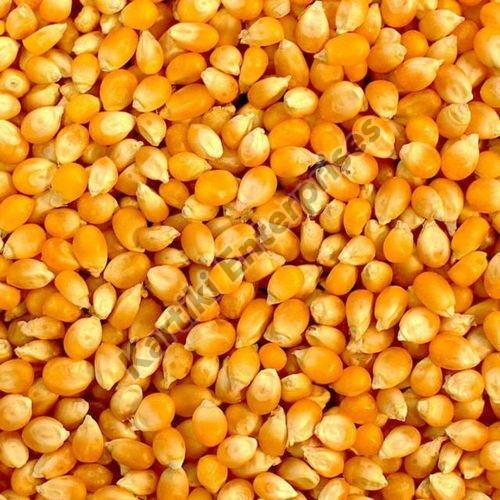 Hybrid Yellow Corn Seeds, for Cattle Feed, Animal Food, Human Consuption, Packaging Type : Bags