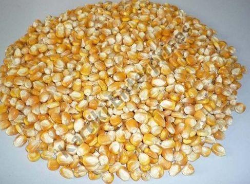 Natural Pure Yellow Corn Seeds, for Cattle Feed, Human Consuption, Packaging Type : Bags