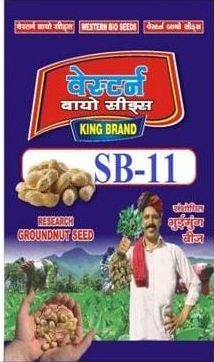 SB-11 Groundnut Seeds, for Cooking, Oil Extraction, Direct Consumption, Packaging Type : PP Bags
