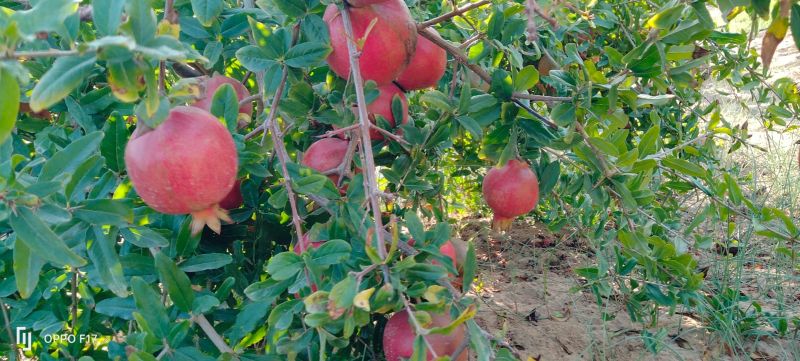 Hybrid Red Pomegranate