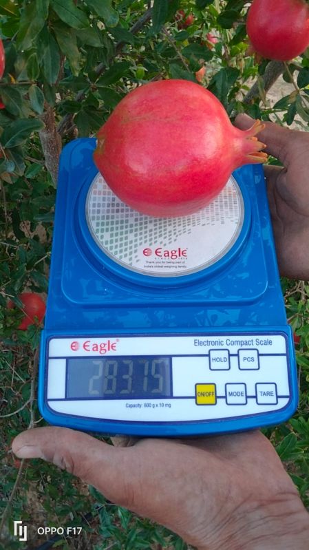 Hybrid Red Pomegranate