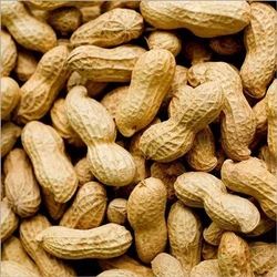 Brown Big Organic Groundnuts, for Making Oil, Making Snacks, Shelf Life : 6 Month