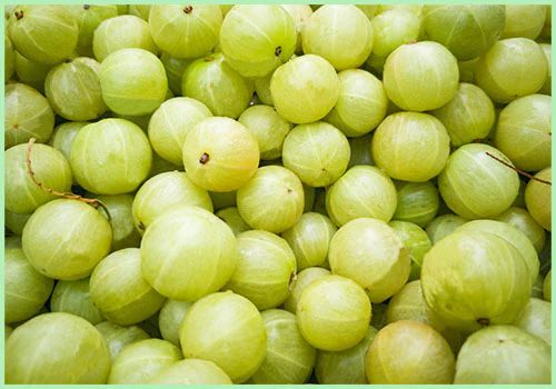 Green Fresh Amla, for Human Consumption, Packaging Type : Jute Bag