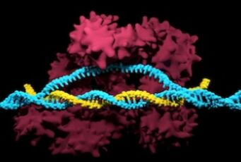 Plasmid DNA Preparation Service