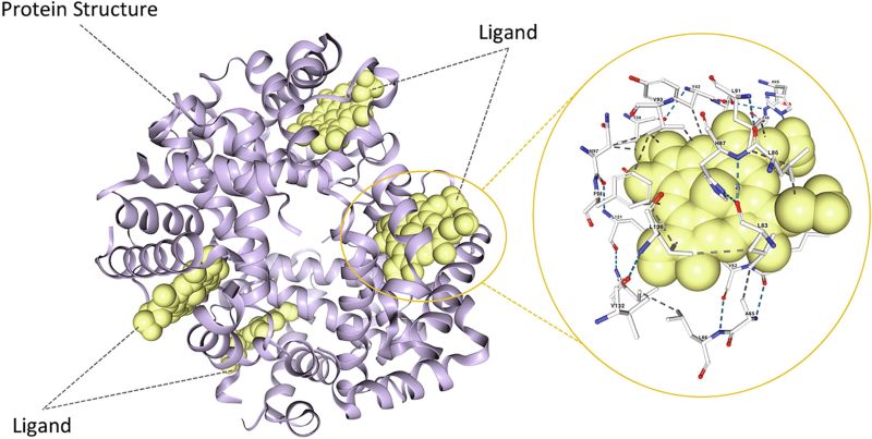 Protein-Ligand Interaction Modeling