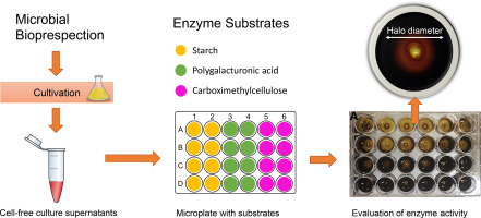 Rapid Assessment of Enzyme Kinetics in Microplates